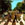 Click to Expand or Contract Details